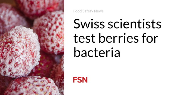 Swiss scientists test berries for bacteria
