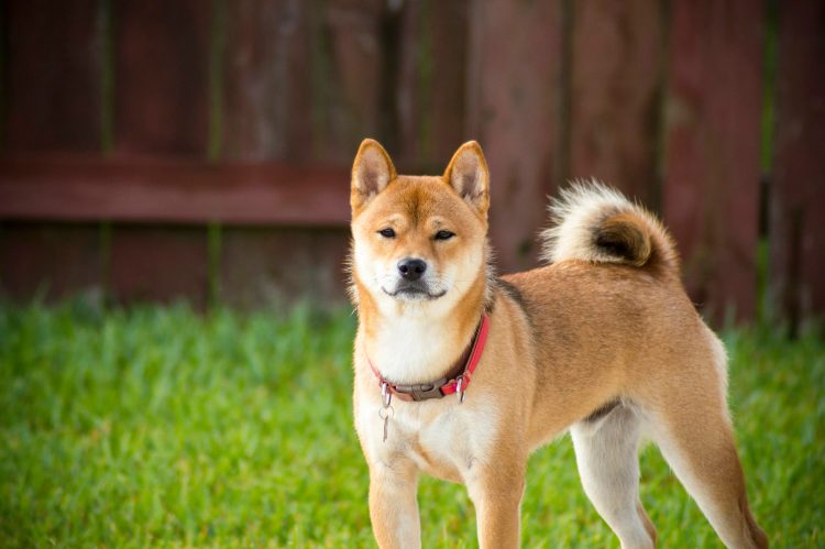 Shiba Inu Joins The Ranks Of Dogecoin, XRP On Coinbase ETF Watchlist – The Subsequent Colossal Part?