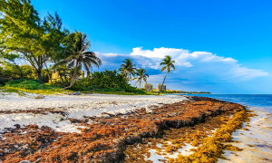 Gentle Life for Rotting Seaweed