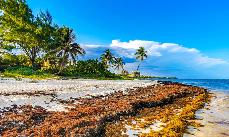 Gentle Life for Rotting Seaweed
