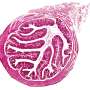 ‘Good’ intestine micro organism can enhance placenta for more fit pregnancy