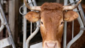 EU lawmakers vote to ban ‘steak’ and ‘meat’ labels on vegetarian products