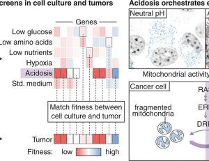 Acidosis orchestrates adaptations of energy metabolism in tumors | Science