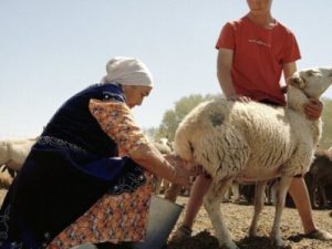 Sheep kurt: The custom of Kazakh dairy