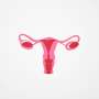 Fertility: The ovaries play a key role in reproductive decline, fresh research reveals