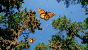 Avocados and monarch butterflies are on a collision course