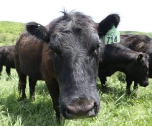 Patrons to pay less as Trump lowers tariffs on ag products