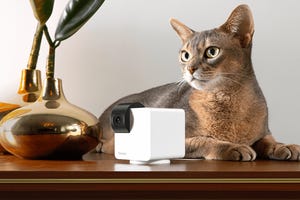 Easiest Home Pet Cams of 2025: Tested with Our Pets