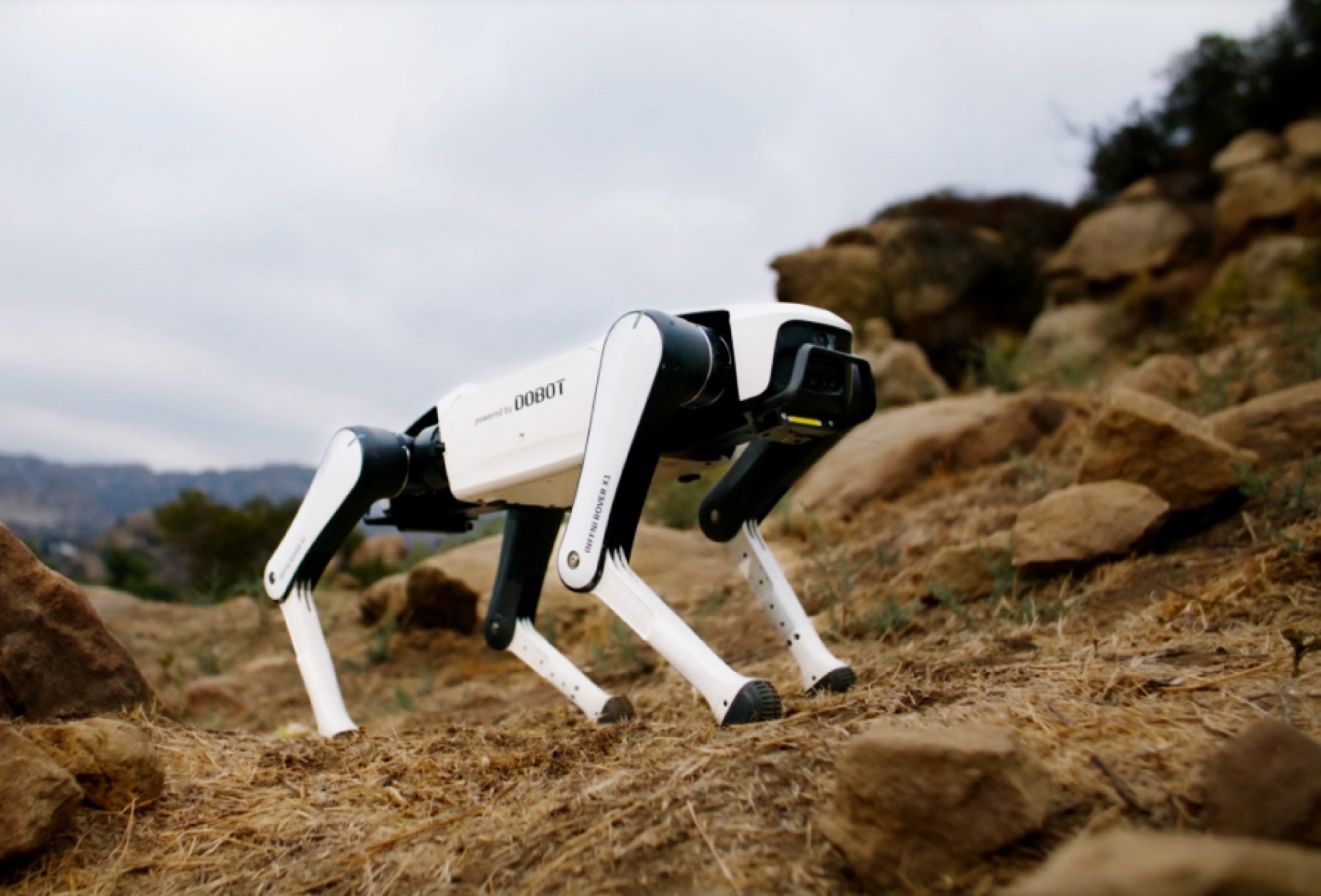 Dobot Rover X1 robot canine costs the identical of round $1,000, can raise procuring baggage and guard the house