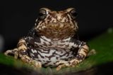 Three Newly Learned Toads Give Birth to Are living Younger in a Bizarre Evolutionary Twist