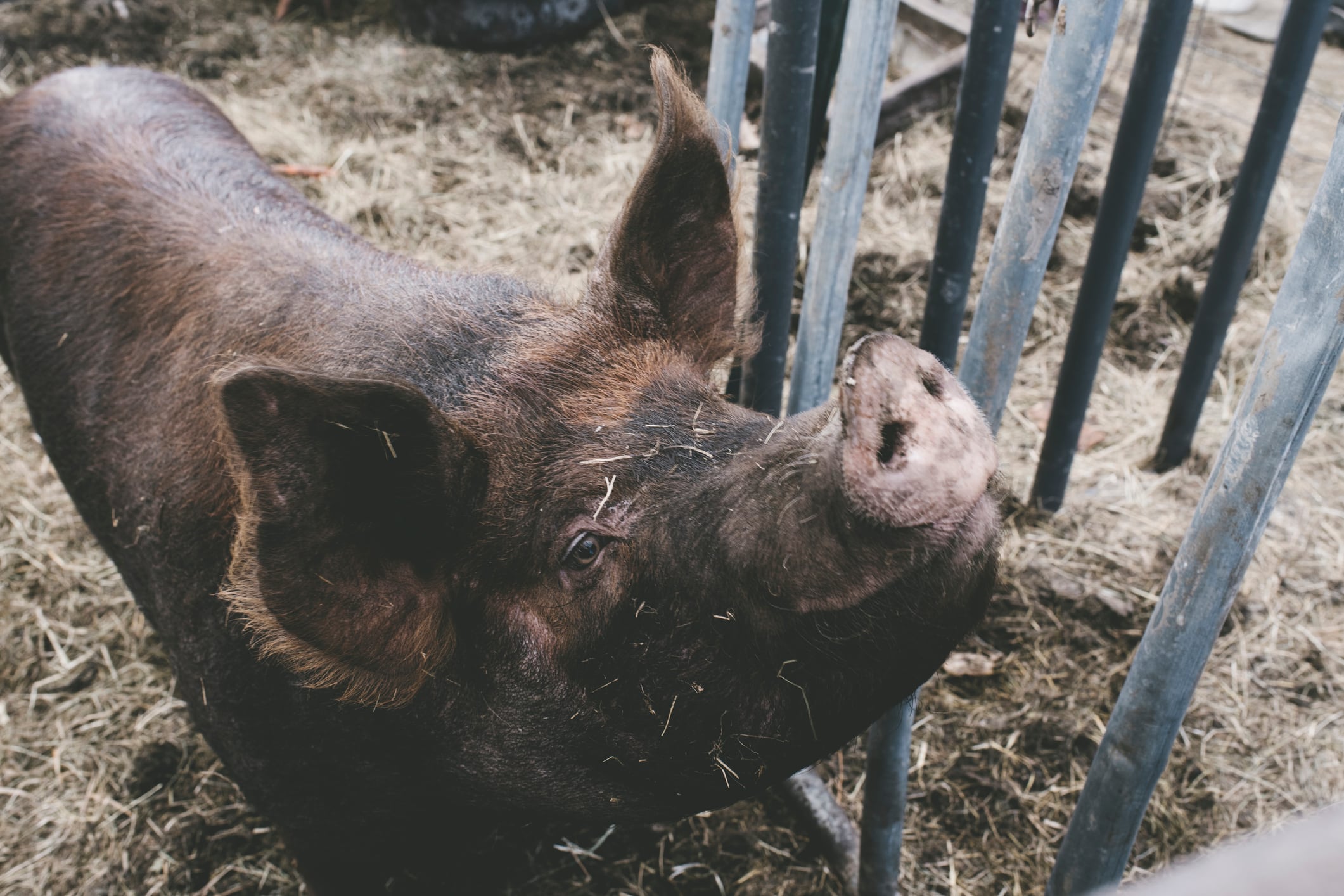 Pork imports banned as swine fever rips by Spain