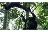 Bonobos Ship the Noisiest Fertility Signal in Primates — Males Serene Want to Decode It