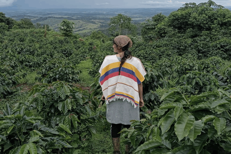 Agroforestry grows in recognition among central Colombia’s espresso farmers (diagnosis)