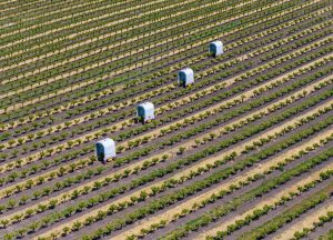 These Robots Are Altering Vineyard Disease Monitoring