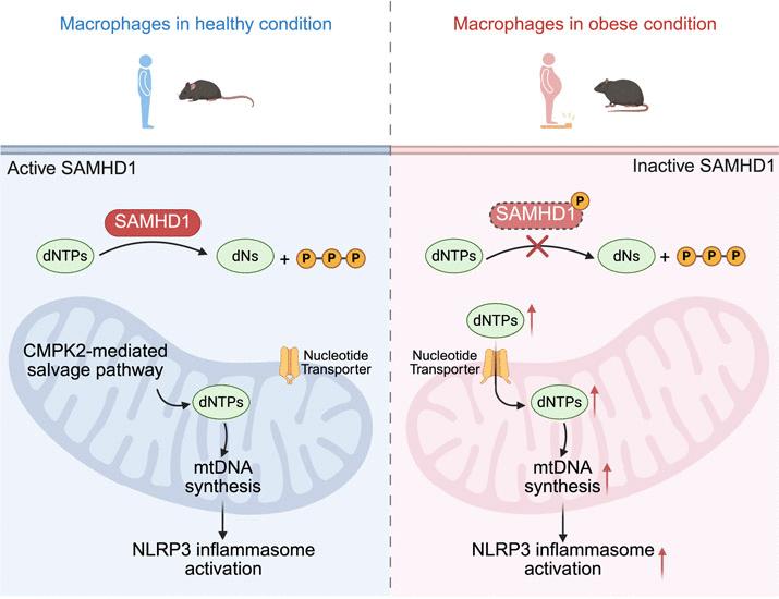 Nucleotide metabolic rewiring enables NLRP3 inflammasome hyperactivation in obesity | Science