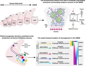 Subventricular zone radial glial cells withhold inhibitory neuron production in the human brain | Science