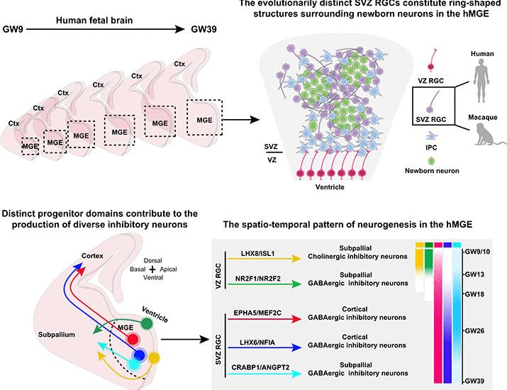 Subventricular zone radial glial cells withhold inhibitory neuron production in the human brain | Science