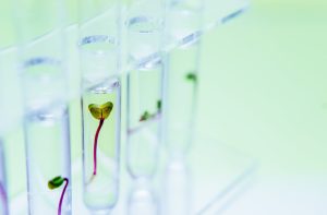 From media to scaffolding: How plant-primarily based entirely supplies are reshaping cultivated meat