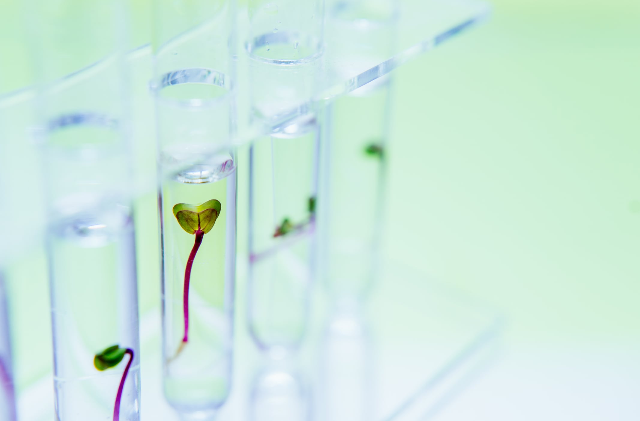 From media to scaffolding: How plant-primarily based entirely supplies are reshaping cultivated meat