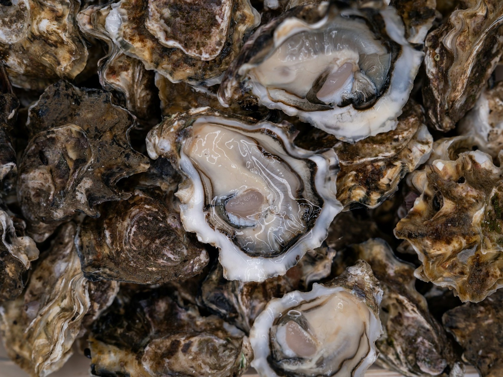 NASA satellite tv for laptop knowledge helps oyster farmers settle where to develop